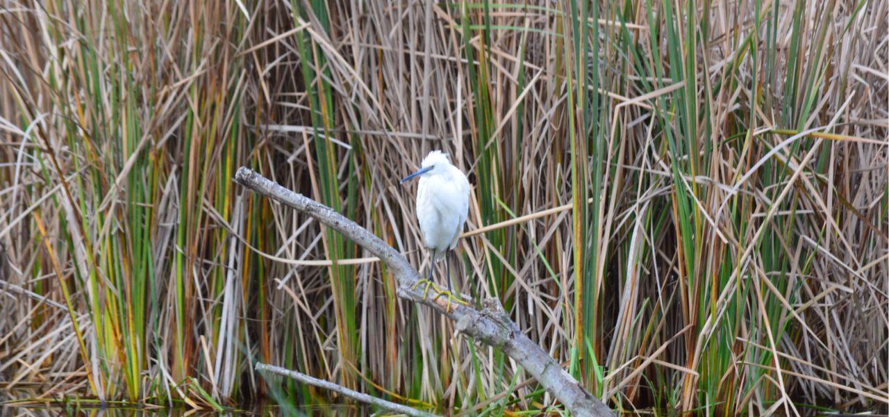 Sendero Las Lagunas (Charca de Suárez)