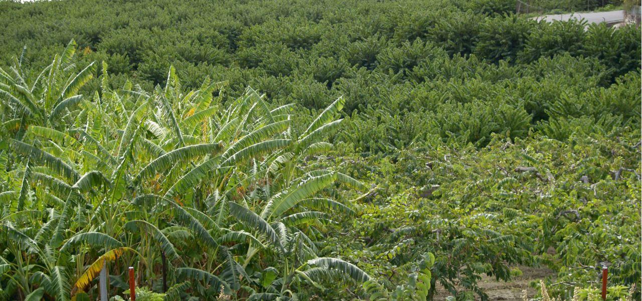 Sendero Cultivos Subtropicales